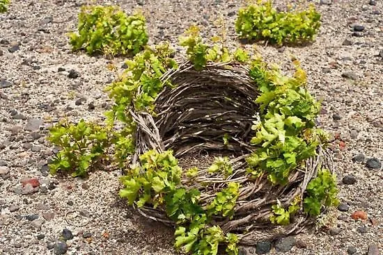 The Three Anchors Hotel Emporio (Santorini)