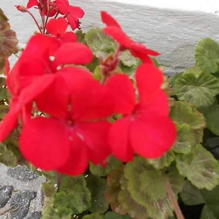 The Three Anchors * Emporio (Santorini)