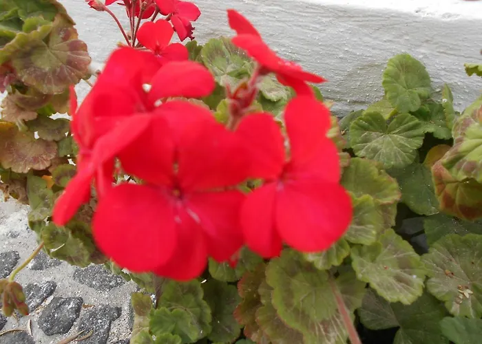 The Three Anchors * Emporio (Santorini)